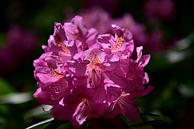 Rhododendron.. | Фотограф Ihar Karneichuk | foto.by фото.бай