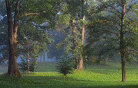 Сказочный лес | Фотограф Александр Задёрко | foto.by фото.бай
