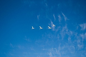 лебеди | Фотограф Павел Воронов | foto.by фото.бай