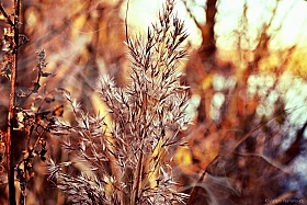 Золотая осень | Фотограф Vadzim Yesmanovich | foto.by фото.бай
