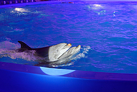 Работа фотографа Сергей Тарасов