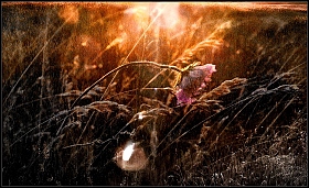 Купающийся в солнце.. | Фотограф Диана Буглак-Диковицкая | foto.by фото.бай