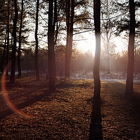 фотограф Евгений Шевелев. Фотография "Таинство леса"