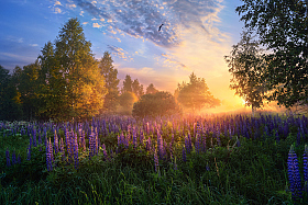 рассвет в лесу | Фотограф Виталий Полуэктов | foto.by фото.бай