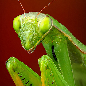 Mantis Religiosa | Фотограф Андрей Шаповалов | foto.by фото.бай