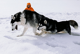 Работа фотографа Дмитрий Гусалов