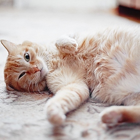 Один час жизни кота | Фотограф Дмитрий Цвелёв | foto.by фото.бай