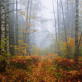 фотограф Виталий Полуэктов. Фотография "в осеннем лесу"
