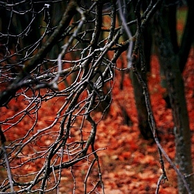 фотограф Виктория Шинкаренко. Фотография "Осень"