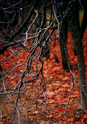 Осень | Фотограф Виктория Шинкаренко | foto.by фото.бай