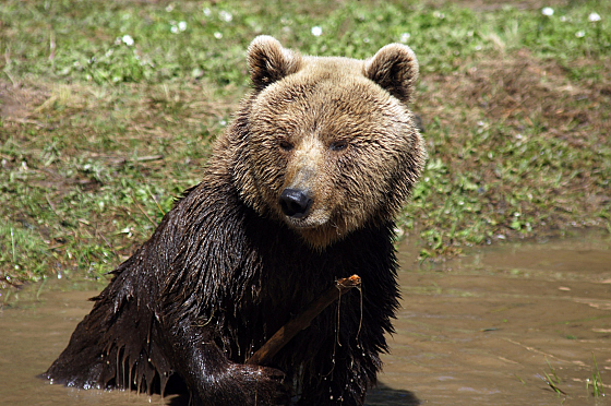 Александр Лагутик - фотограф, фотография добавлена 25.07.2017