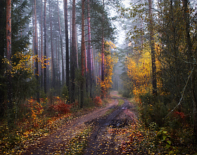 Как то осенью в лесу | Фотограф Сергей Шабуневич | foto.by фото.бай