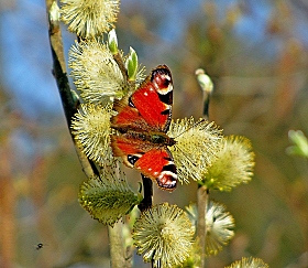 бабочка | Фотограф Artur Gomelin | foto.by фото.бай