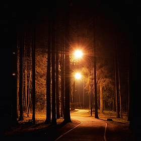 фотограф Полина Хрол. Фотография "Иди через лес"