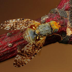 Пестрокрылка | Фотограф Андрей Шаповалов | foto.by фото.бай