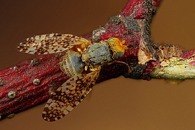 Пестрокрылка | Фотограф Андрей Шаповалов | foto.by фото.бай