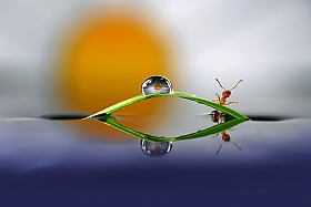Как муравей домой спешил... | Фотограф Лариса Пашкевич | foto.by фото.бай