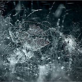 Царство пауков | Фотограф Сергей Пожога | foto.by фото.бай