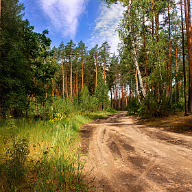 Дорожка в  грибы | Фотограф Сергей Шабуневич | foto.by фото.бай