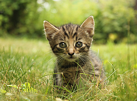 котенок | Фотограф Виталий Некрашевич | foto.by фото.бай