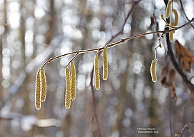 скоро весна! | Фотограф Владислав Рогалев | foto.by фото.бай