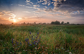 Травы луговые | Фотограф Александр Шатохин | foto.by фото.бай