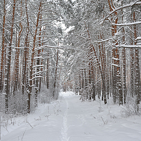фотограф Александр Чиж. Фотография "Замело белым-бело"