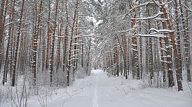 Замело белым-бело | Фотограф Александр Чиж | foto.by фото.бай