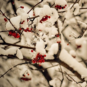 фотограф Надежда Войтешонок. Фотография "Дыхание осени зимой."