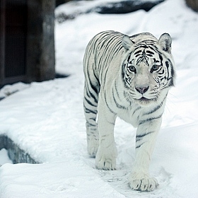 фотограф Сергей Земко. Фотография " тигр"