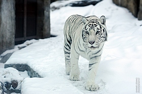  тигр | Фотограф Сергей Земко | foto.by фото.бай