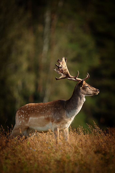 Фотограф Александр Тарасевич, фотография добавлена 29.10.2025