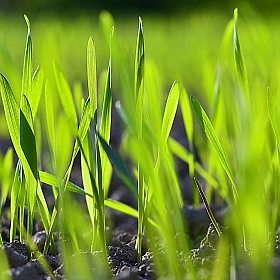 Травка зеленеет...... | Фотограф Sergeu Ogorod | foto.by фото.бай