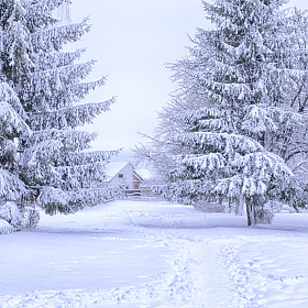 фотограф Юлия Кранина. Фотография "зима"