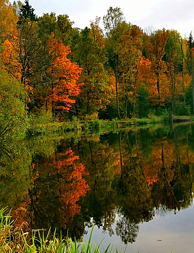 осень в реке | Фотограф Georg | foto.by фото.бай