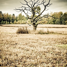 Старый дуб | Фотограф Александр Трухан | foto.by фото.бай