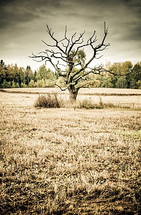 Старый дуб | Фотограф Александр Трухан | foto.by фото.бай