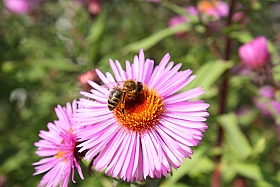 Пчелка | Фотограф Александр Архипов | foto.by фото.бай