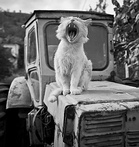 Тигр на мгновение | Фотограф Сергей Михайлов | foto.by фото.бай