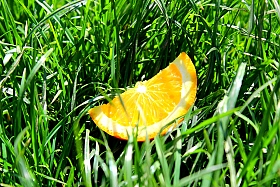 Апельсин | Фотограф Анна Черняк | foto.by фото.бай