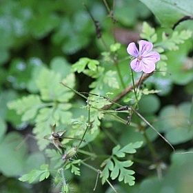 Лесной цветочек | Фотограф Наталья Кочегарова | foto.by фото.бай
