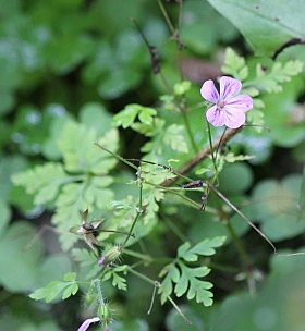 Лесной цветочек | Фотограф Наталья Кочегарова | foto.by фото.бай