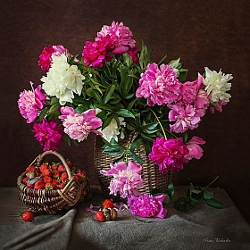 Пора цветения пионов | Фотограф Ирина Приходько | foto.by фото.бай