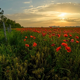 А на нейтральной полосе цветы необычайной ... | Фотограф Александр Плеханов | foto.by фото.бай