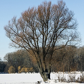 Дерево | Фотограф Млечко Ольга | foto.by фото.бай