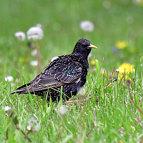 The starling.. | Фатограф Ihar Karneichuk | foto.by фото.бай