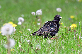 The starling.. | Фотограф Ihar Karneichuk | foto.by фото.бай