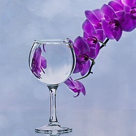 фотограф Ирина Приходько. Фотография "Вино из орхидей"