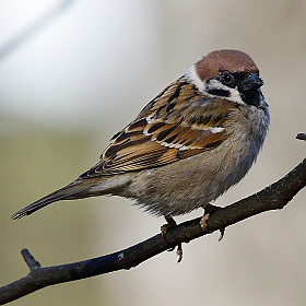 *** | Фотограф Ihar Karneichuk | foto.by фото.бай
