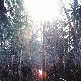фотограф Максим Никифоров. Фотография "лес |"